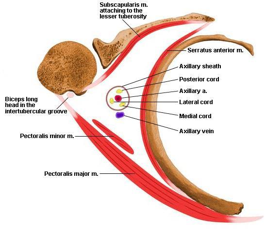 8. axilla 9. Pectorals and deltoid 작은가슴근 (pectoralis minor) O. 2-5 갈비뼈의위모서리바깥쪽 I.