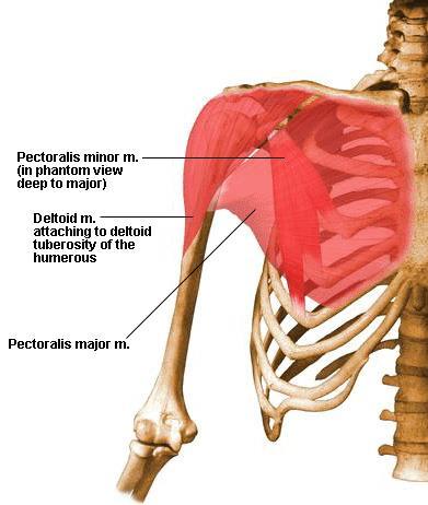빗장뼈가쪽 1/3, 어깨뼈가시봉우리 I. 위팔뼈의세모근거친면 A. 팔을벌림 N. 겨드랑신경의앞가지 큰가슴근 (pectoralis major) o.