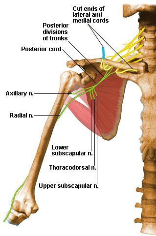 14. Brachial plexus(posterior cord) 15. Arm-posterior 위팔세갈래근 (triceps brachii) 긴갈래 long head O.