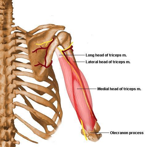 긴가슴신경 위팔세갈래근 (triceps brachii) 가쪽갈래 lateral head O. 위팔뼈뒤가쪽면위쪽 I. 팔꿈치머리위뒷면아래팔깊은근막 A.