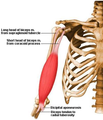 16. Arm - biceps 위팔두갈래근 (biceps brachii) 긴갈래 long head O. 관절위결절 I. 노뼈거친면아래팔굽힘근이이는곳에널힘줄로닿음 A. 아래팔의뒤침, 아래팔을굽힘어깨관절을약하게굽힘 N.