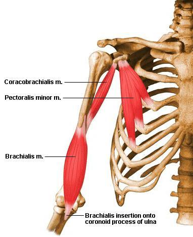 Arm - anterior 부리위팔근 (coracobrachialis) O. 부리돌기끝 I. 위팔안쪽모서리의중간 A. 위팔의굽힘과약한모음 N. 근육피부신경 작은가슴근 (pectoralis minor) O.