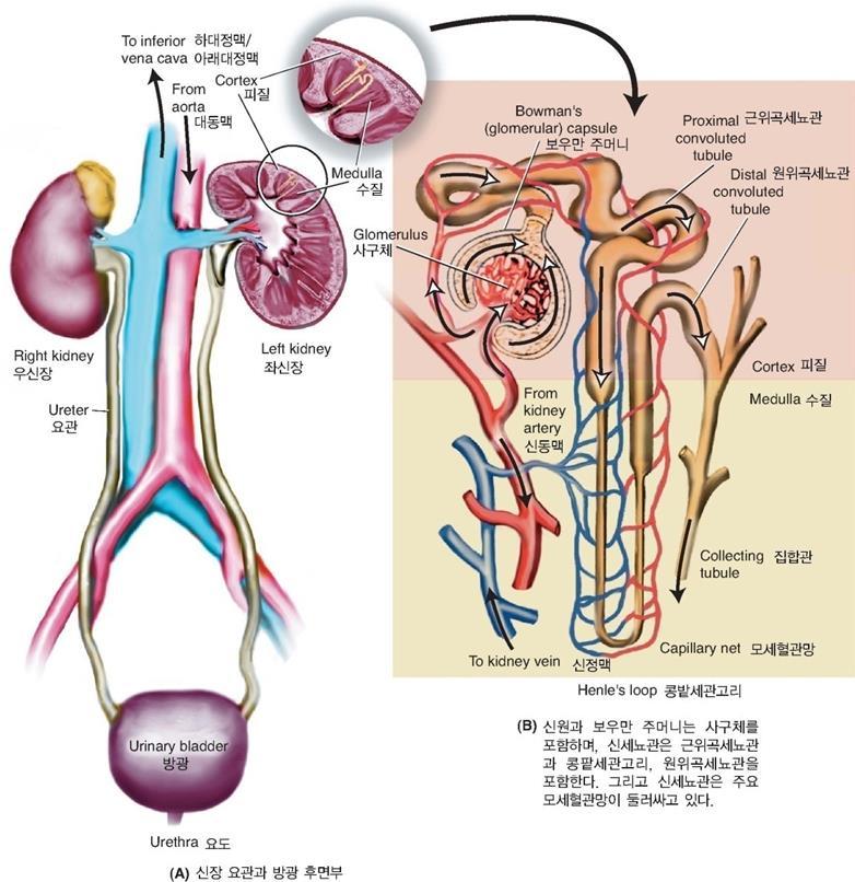 신장에서요의생성 혈액 (blood) 은 ( 사구체 /glomerulus) 의모세혈관또는사구체에서여과된다.