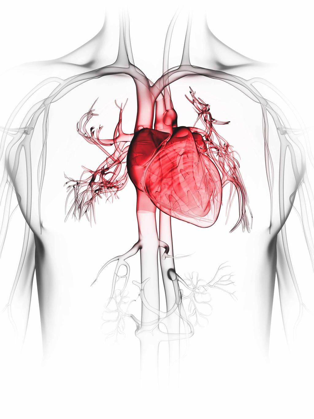 심혈관 진단을 위한 맞춤형 패키지 성인부터 소아까지, 심장 검진에 특화된 섬세한 트랜스듀서 라인업