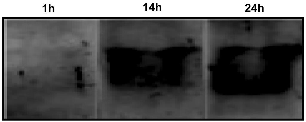 44 s Ë l Ë Ë t y Fig. 6. Effect of incubation time after baculovirus infection on GFP expression in vmt-gfp/drosophila S2 cells. Western blot analysis was performed to detect GFP production.