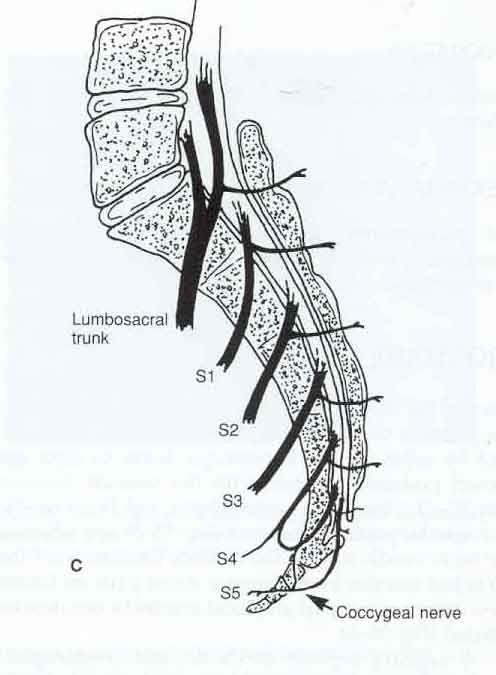 Sacral nerve root block indication Pain along sacral nerve root