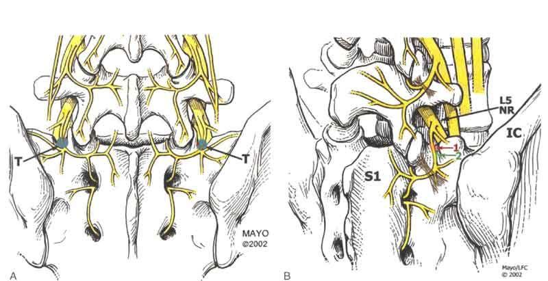 Sacroiliac joint Norciceptors from L2 to S4 spinal nerve Source of low back &