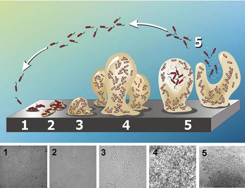 Biofilm formation and growth Quorum sensing and chemical signaling Microcolonies with