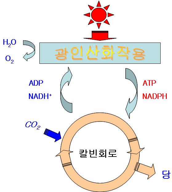 광합성에는암반응과명반응이존재하는데명반응에서물의광분해 (Hill Reaction) 와전자전달계를걸쳐서 ATP와 NADPH ( 수소공여체 ) 를생산하여암반응의 Calvin 회로에관여하게된다.