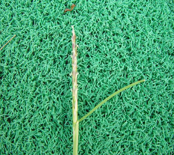 3) 관부 (crown) : 잔디식물체중에서생명유지가기능한분얼조직 4) Phytomere : 눈이있는마디절간을말한다.