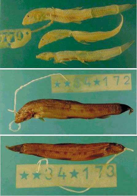242 손영목 김익수 A B C D Fig. 1. Cobitis sinensis from China (MNHN collection). A, Syntypic specimens MNHN 1872-6779, 64.