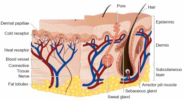 3 ii. Dermis: 콜라겐을합성하는 Fibroblast로주로이루어져있다. 이콜라겐이상처치유에중요한역할을한다. 또한, 혈관, 모발세포, 땀샘이분포한다. iii. Subcutaneous: 지방세포와혈관을보유한다. < 피부구조 > 출처 : MSN.com 2. 상처 (Wound) A.