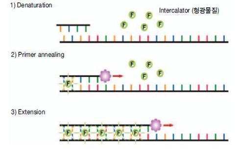 Interchelating 방식 (SYBR GREEN) SYBR GREEN은 Double strand DNA에결합하여형광을나타내는 Interchelator임. PCR 반응으로합성된 dsdna에결합하여형광을나타냄.