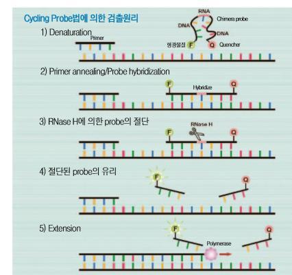 TaqMan probe는 annealing step에서 template DNA에특이적으로 Hybridize 하지만, probe상에 quencher에의해형광발색이억제된다.