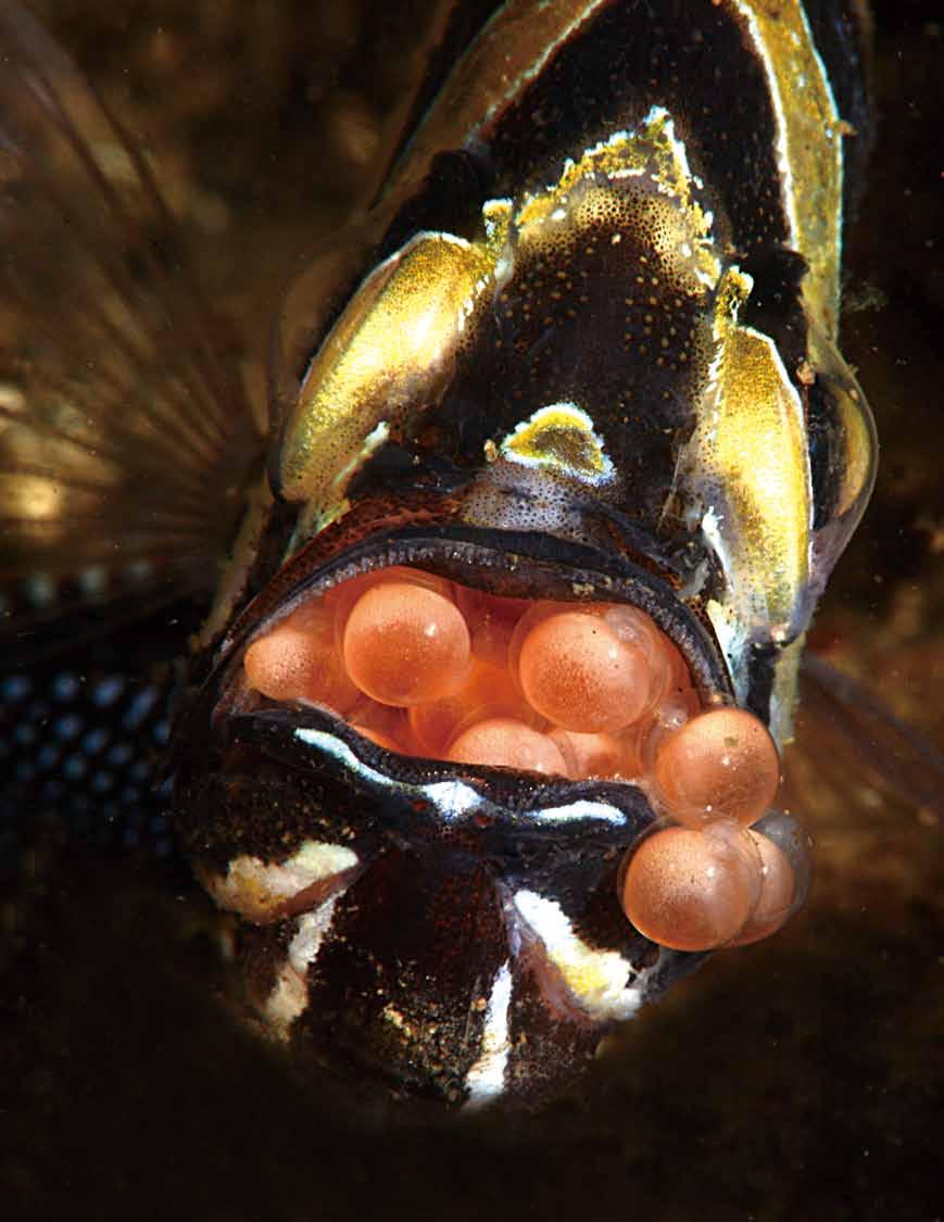 방가이카디널피쉬 (Banggai Cardinalfish) 방가이카디널피쉬 (Banggai Cardinalfish) 는부성애가강한물고기이다. 여느물고기처럼암컷이알을낳으면수컷이정액을뿌려수정시키지만, 수정란을돌보는것은수컷의몫이다. 수컷은수정된알을입에머금고부화시킨다.