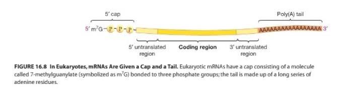 Transcription of eukaryotes Role of cap: To sign this is mrna to the cell Poly A tail: long string