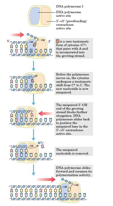 DNA proofreading by DNA