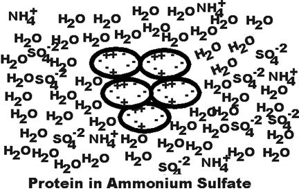 -Salting out (ammonium sulfate