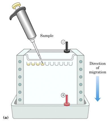 단백질의정제 (Protein Purification) 크기에의한분리 a) dialysis ( 반투막 )