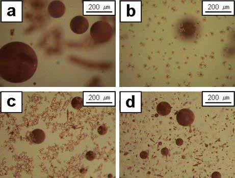 변화를관찰하였다 (Figure 38). Figure 38 Optical microscope images of microcapsules emulsified with the gelatin of 3 wt % and CCA of 1 wt % after (a) 3 min, (b) 10 min, (c) 30 min and (d) 1 hr.