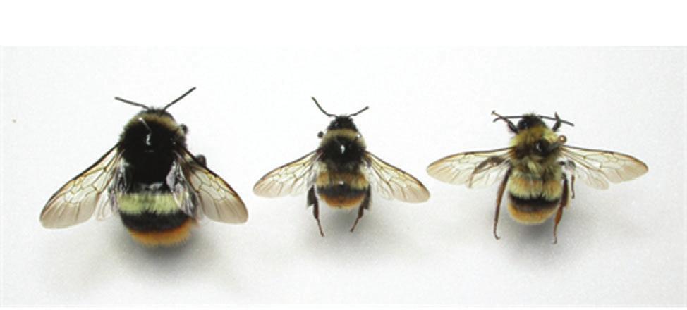 236 Q M W 윤형주 이경용 김미애 이영보 김선영 Fig. 3. The quee (Q), male (M), ad worker (W) of the bumblebee, B. hypocrita sapporesis. Fig. 5. Copulatio of the bumblebee, B.