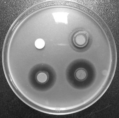 식중독세균에대한소목추출물의항균활성 1029 A C 1 2 3 B C 1 2 3 Fig. 1. Antimicrobial activity of Caesalpinia sappan L. 75% ethanol extract on L. monocytogenes ATCC 19115 (A) and S. aureus KCTC 1916 (B).