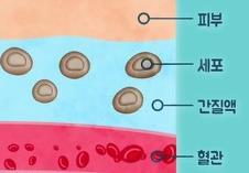 세포간액은세포바깥의체액을이루는액체를의미한다. 간질액의포도당이혈액속의포도당과평형상태를이루는데는 5~10 분정도시차가존재한다.
