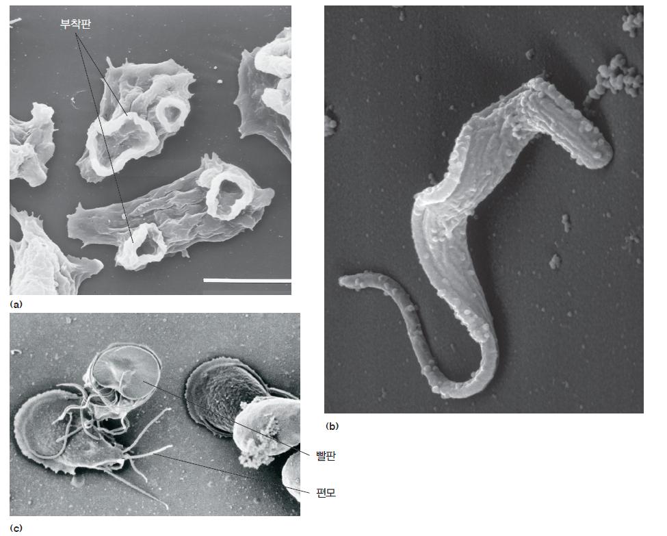 세균(bacteria)과 고세균(archea) 미생물 중에서도 가장 잘 알려진 집단이 세균임(그림 1.