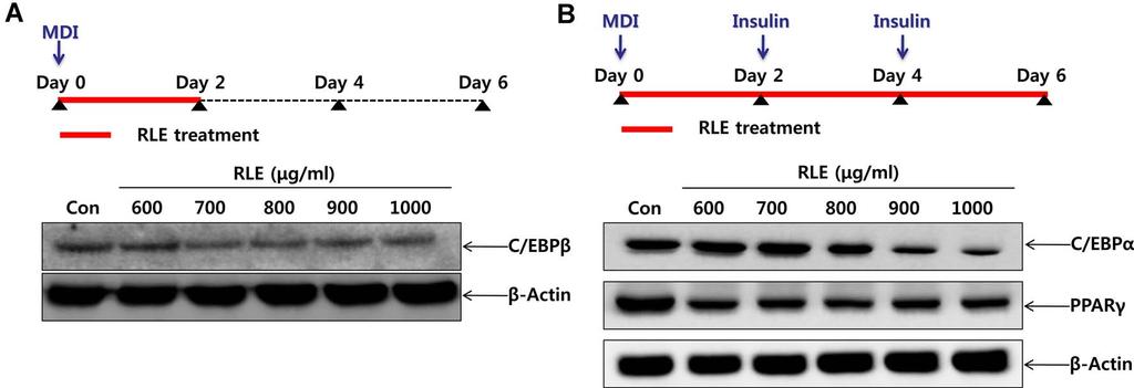 Inhibitory Effect of Adipocyte Differentiation by Rosae laevigata Fructus 93 여지방세포내 triglyceride 축적정도를확인하였다. 그결과 RLE 를처리하지않고 0.