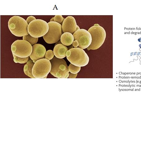 [ 그림 17-6 균사체를형성하지않는효모균류 ]. 제빵용효모라고도불리는 Saccharomyces cerevisiae는출아에의해증식.. S. cerevisiae는인간의세포연구의모델. ( 출처 : 17.