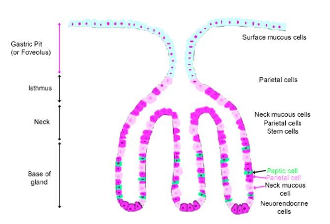 위의분비세포유형 벽세포 (Parietal cells): HCl & intrinsic factor 주세포 (Chief cells) : pepsinogen 점액목세포 (Mucus