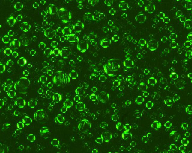 124 Lecithin & Glyceryl Stearate 와 Ceramide 를첨가 한유액의광학이방성은 OLYMPUS 사의 편광현미경을사용하여관찰하였다. 4) 안정성테스트 BX50 일반적으로, 안정성실험을위한제재는불안정 성발생률을높이기위해스트레스조건에노출되 어진다.
