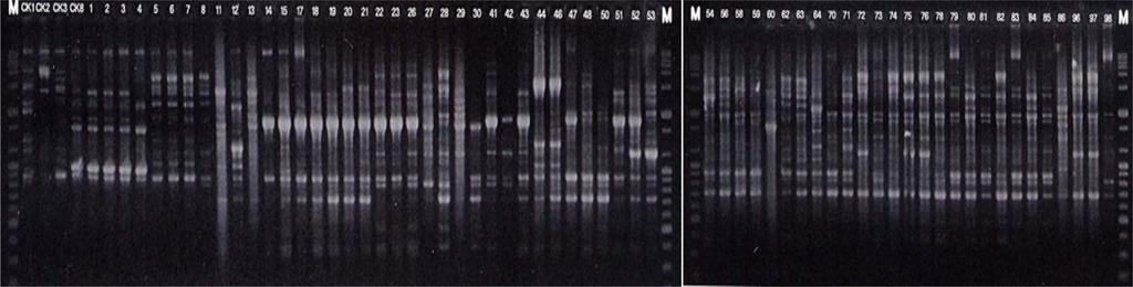 270 이영기 강희완 Fig. 3. BOX-PCR fingerprint patterns of Ralstonia solanacearum pepper isolates and reference strains. The numbers on respective lanes are in accordance with those of KPRS.