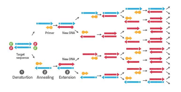 PCR (Polymerase Chain Reaction; 중합효소연쇄반응 ) - 생물이갖고있는전체 DNA 중특정부위만을연쇄반응에의해빠르게매우많이증폭해낼수있는기술.. PCR 기술의개발에의해현대분자생물학이발달할수있었음.. PCR을개발한 Kary Mullis는노벨상을수상함. 어떻게?