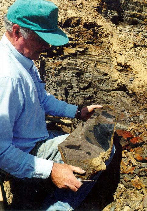 미국아이다호클라키아화석지대화석으로부터의 DNA 추출연구에대한이야기 Clarkia의식물화석은약 17 MYBP (million years before present) 의진정한의미의화석. 시베리아에보존된메머드는약 5만년전의것으로이는진정한화석이아닌동결된조직임.