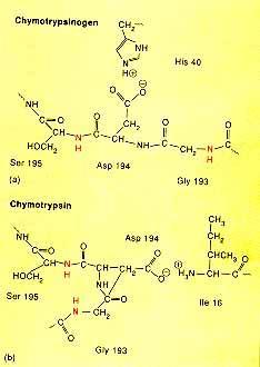 Irreversible modification 의예 -chymotrypsin의활성획득 trypsin : Arg15--Ile16 절단