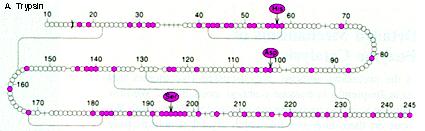 serine protease 의구조 ( 세린단백질분해효소