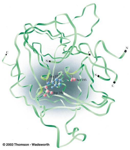 Chymotrypsin 의효소기전의예 : active site residue 발견 DIPF은 chymotrypsin의 serine-195와결합하여불활성화 : 즉 Ser-195는 active site에있다는실험적증명 (peptide mapping) O Enz -CH 2 OH +