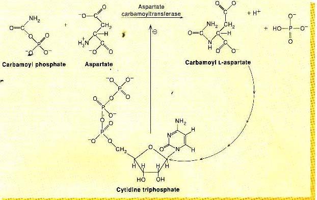 ATCase (aspartate carbamoyltransferase) : allosteric regulation 의다른예 - transfer of carbamoyl group (NH2 -CO- ) to asparatate -