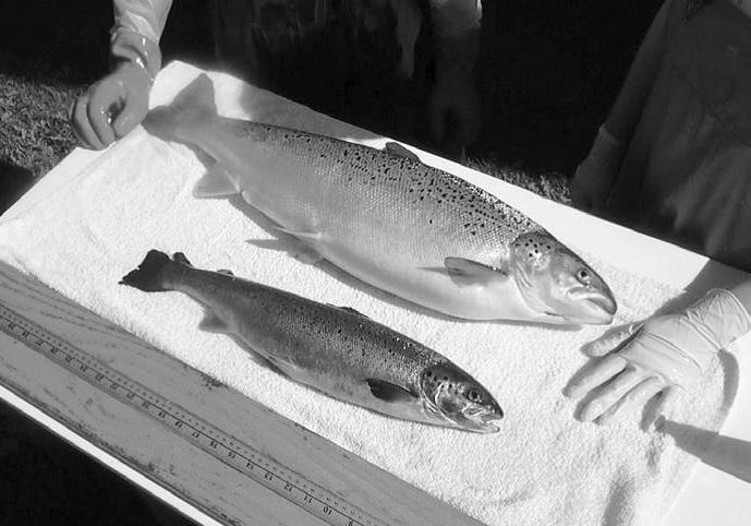 유전자변형생물 (GMO) 의현주소 ( 사진 3) 일반연어 (Atlantic salmon) 와형질전환된새로운종의연어 (AquAdvantage salmon) 의비교. 약 20 년전에개발되어그동안판매허가를얻지못했는데, 2015 년 11 월에미국과 2016 년 5 월에캐나다에서판매승인을얻었다.