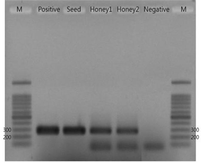 Tms of PR products from sugar are estimated on 74.58 and 75.88, respectively. Panel. garose gel electrophoresis of PR products. Lane M is DN size marker. Expected size of S.