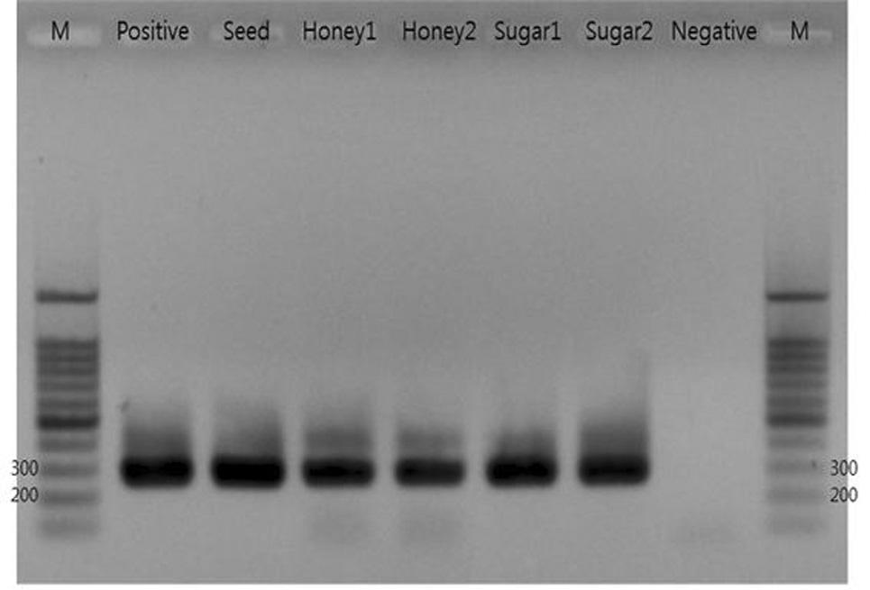 Expected size of S. officinarum-specific PR product is 271 bp-long. matk PR 1 PR nested PR, pane-p-mat PR Tm DN, PR matk (Fig. 3). PR matk PR.