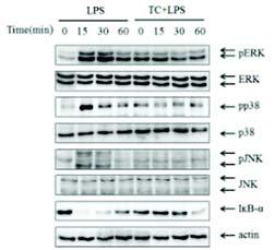 그후 cytokine 의발현을측정한결과, TC 처리군에서 IL-1β 및 IL-6 생성을농도의존적으로억제하는것을관찰하였다 (Fig. 3). Fig. 4. Effect of TC extract on the mrna expression of IL-1βand IL-6 in RAW 264.7 cells.