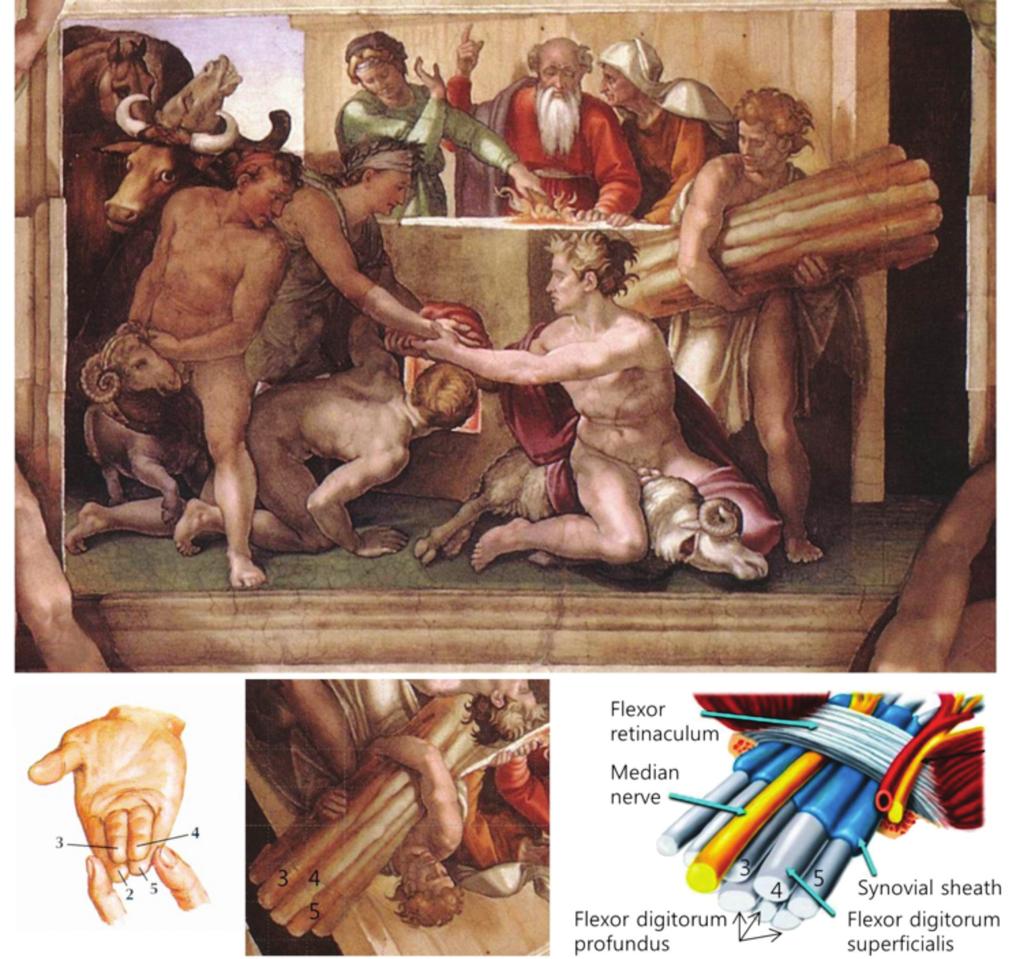 80 계명의대학술지 제37권 2호 2018 A B C D Fig. 4. Sacrifice of Noah (A). Noah sacrificed some animals and other man moved the firewood similar with flexor muscles tendon.