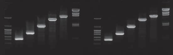 NEW TaKaRa PCR Thermal Cycler Fast 반응시간단축과안정된반응성 Thermal Cycler Fast 표준 PCR 장치 반응시간절반으로단축 30 분 60 분 Thermal Cycler Fast(Code TP450) 을표준 PCR 장치 (TaKaRa PCR Thermal Cycler Dice) 와반응소요시간을비교했을때, 500bp