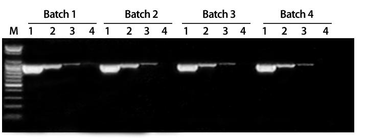 AccuPower RT-PCR PreMix 표준 One-step RT-PCR AccuPower RT-PCR PreMix 는 low-copy RNA(viral RNA) 나 mrna 를주형으로하는 cdna 합성과 PCR 의 2 단계반응을한 tube 내에서연속적으로수행함으로써간편하고경제적으로 실험할수있는 one-step RT-PCR 제품입니다.