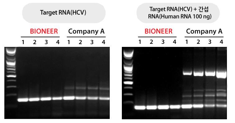 AccuPower Dual-HotStart RT-PCR PreMix 높은특이성, 민감도로복잡한 2 차구조 RNA 의 One-step RT-PCR AccuPower Dual-HotStart RT-PCR PreMix 는종래에비특이 적으로일어나는역전사반응의문제점들을근본적으로개선한 HotStart 역전사기술 ( 특허출원 KR 10-2013-0025119) 이적용