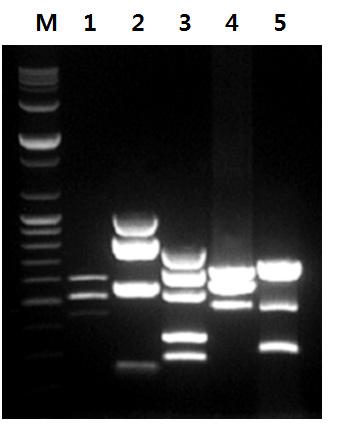 AccuPower Dual-HotStart Multiplex RT-PCR PreMix 여러개의복잡한 2 차구조 RNA 를높은특이성과민감도로 multiplex RT PCR AccuPower Dual-HotStart Multiplex RT-PCR PreMix 는종 래에비특이적으로일어나는역전사반응의문제점들을근본적으로개선한 Hotstart 역전사기술 ( 특허출원