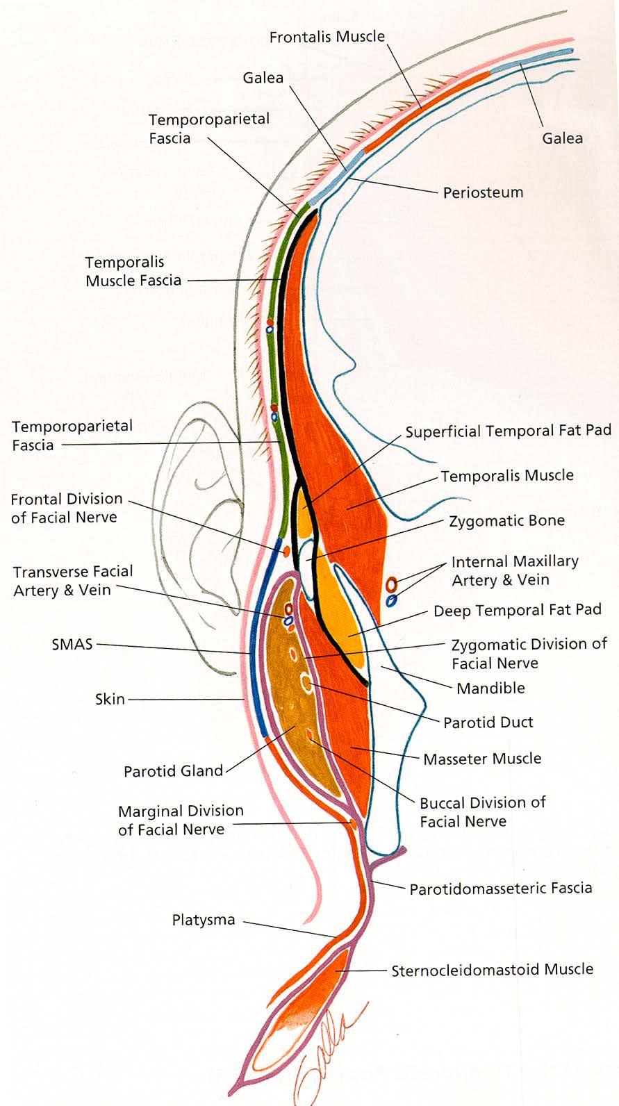 Platysma ( 광경근, 넓은목근 ) SMAS (Superficial MusculoAponeurotic System, ( 얼굴널힘줄계통 ) Same embryologic origin Nerve innervation - cervical