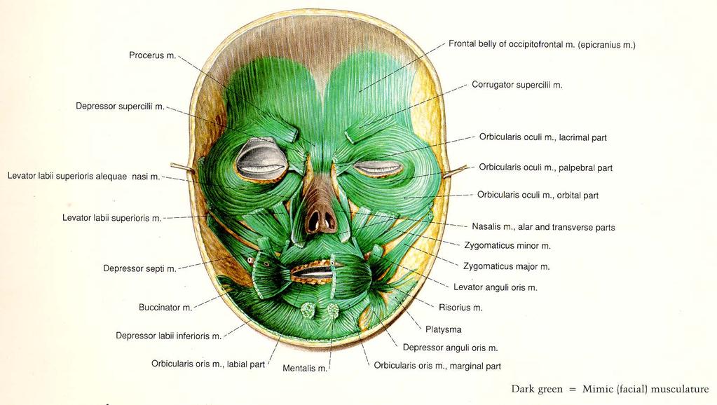 Muscles of Facial Expression 비근근 후두전두근의전두복 ( 두개표근 ) 추미근 상순비익거근